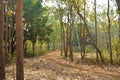 small dirt road on the jungle of Jhargram, a nature tourist spot in West Brnga , India
