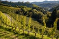 Small dirt road through vine yards in the south styrian region called Weinstrasse SÃÂ¼dsteiermark in the morning with some clouds Royalty Free Stock Photo