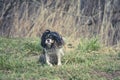 Small dirty dog in motion Royalty Free Stock Photo