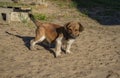 A small, dirty puppy that lives in an animal shelter pees on the sand. Homeless Animals Protection Concept