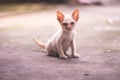 A small dirty skinny poor white kitten sits on concrete floor,