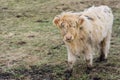 A small, dirty, very hairy and matted calf of a highland cattle stands on a dry meadow in the swamp and looks into the camera