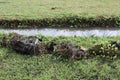 small ditch ditch in lawn weed drainage