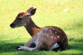 small doe is resting in the grass Royalty Free Stock Photo