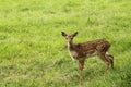 Small doe in zoo Royalty Free Stock Photo
