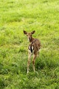 Small doe in zoo Royalty Free Stock Photo