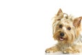 Small dog Royalty Free Stock Photo