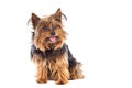 Small dog Royalty Free Stock Photo