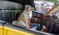Small dog as a true defender guarding the retro car of his owner