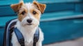 A small dog with a backpack sitting on the ground, AI Royalty Free Stock Photo