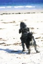 Small dog barking on beach