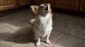 Small dog barking upwards while standing on a tiled kitchen floor, illuminated by bright overhead light Royalty Free Stock Photo