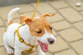 A small dog barks in the city while sitting on a cobblestone. Social problems