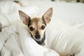 small dog in bed, pet comfort, cute dog lies in bed on a pillow under a blanket