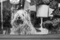 A small dog behind a window in a shop Royalty Free Stock Photo
