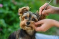 small dog being brushed with a tick removal tool by an attentive owner Royalty Free Stock Photo