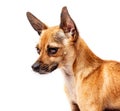 Small dog with big eyes and ears Royalty Free Stock Photo