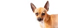 Small dog with big eyes and ears Royalty Free Stock Photo