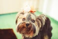 Small dog with a bow Royalty Free Stock Photo