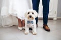 Small dog with bow tie between bride and groom feet at wedding. Royalty Free Stock Photo