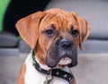 Small dog breed boxer puppy portrait Royalty Free Stock Photo