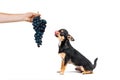 A small dog of the breed Chihuahua looks at the grapes and licks