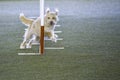 Small dog tackles slalom hurdle in dog agility competition.
