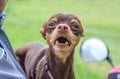 Small dog breed russian toy terrier in the hands of a man on a motorcycle_