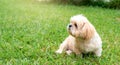 Small dog breeds shih tzu brown fur in green lawn. Royalty Free Stock Photo