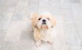 Small dog breeds shih tzu brown fur. Royalty Free Stock Photo