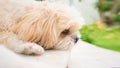 Small dog breeds shih tzu brown fur. Royalty Free Stock Photo