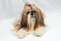 Small dog breeds Shih Tzu Royalty Free Stock Photo