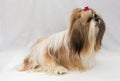 Small dog breeds Shih Tzu Royalty Free Stock Photo