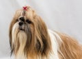 Small dog breeds Shih Tzu Royalty Free Stock Photo