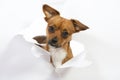 Small dog broke the paper Royalty Free Stock Photo