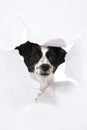 Small dog broke the paper Royalty Free Stock Photo