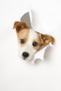 Small dog broke the paper Royalty Free Stock Photo