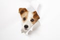 Small dog broke the paper Royalty Free Stock Photo