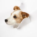 Small dog broke the paper Royalty Free Stock Photo