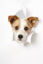 Small dog broke the paper Royalty Free Stock Photo