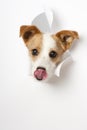 Small dog broke the paper Royalty Free Stock Photo