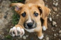 Small Brown and White Dog Standing in Dirt Field. Generative AI