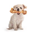 Small Dog Carrying Big Bone Royalty Free Stock Photo