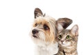 Small Dog and Cat Together Closeup