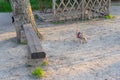 Small dog chasing a cat on the ground Royalty Free Stock Photo