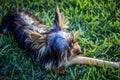 Small dog chewing on a big bone Royalty Free Stock Photo