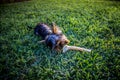 Small dog chewing on a big bone Royalty Free Stock Photo