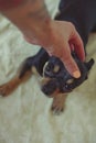 Small dog chihuahua in the girl`s hands Royalty Free Stock Photo