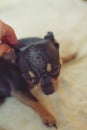 Small dog chihuahua in the girl`s hands Royalty Free Stock Photo