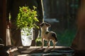 A small dog chihuahua lit by bright sunlight backlight stands and loyally looks up at his master. In the left is a